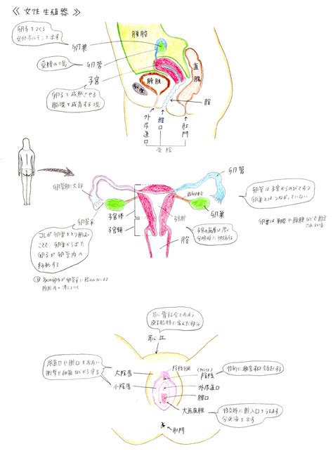 陰核|女性生殖器の構造